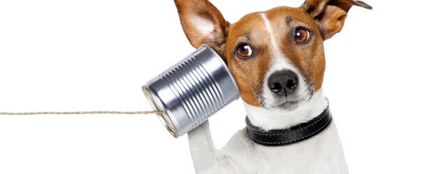 dog on the phone