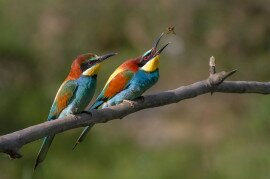birds